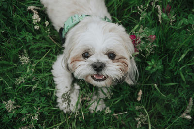 A little white shih tzu sitting in the grass, happy dog