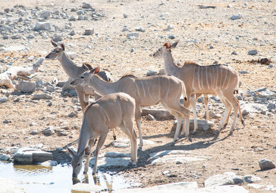 Kudu in the etosha national park namibia south africa
