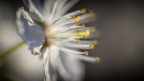 Close-up of flower head