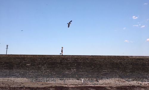 Low angle view of birds flying against clear blue sky