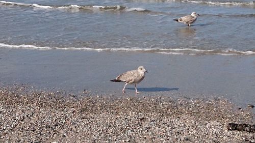 Seagull perching on a beach