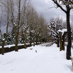 Snow covered trees on field
