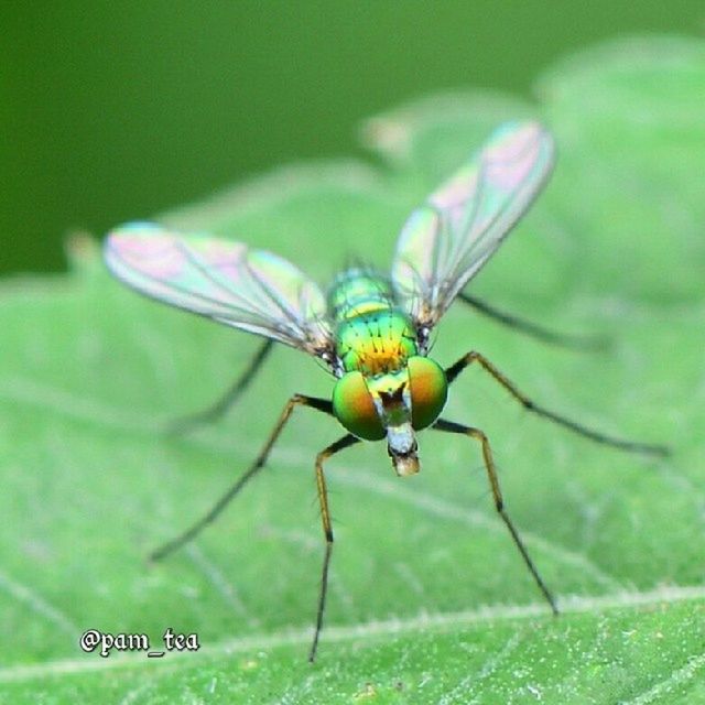 one animal, insect, animal themes, animals in the wild, wildlife, green color, focus on foreground, close-up, full length, nature, selective focus, day, no people, outdoors, animal wing, plant, grass, zoology, two animals, green