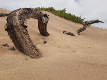 Driftwood on sand at beach against sky