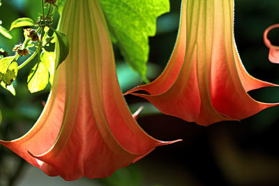 Close-up of yellow flowering plant