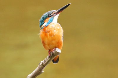 Close-up of bird perching on branch