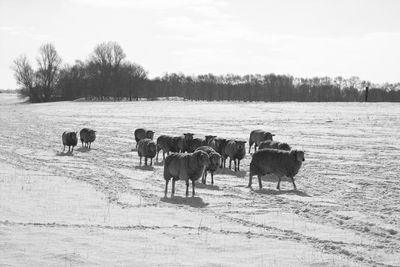 Horses on field against sky