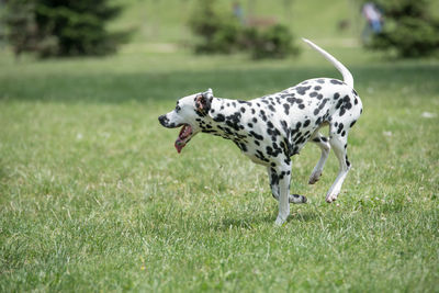 Dog on grass