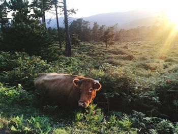 Cows on landscape against sky