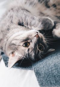 Close-up of cat resting on bed