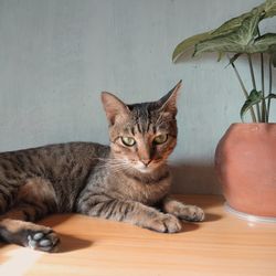 Portrait of cat sitting on table