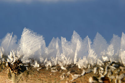 Plants growing against sky