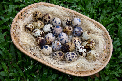 High angle view of eggs on field