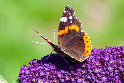 Close-up of butterfly pollinating on purple flower