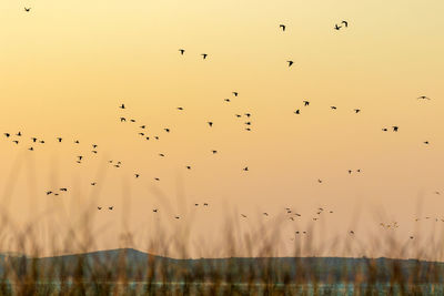 Birds in flight against the clear sky at sunset, vransko jezero in dalmatia, croatia