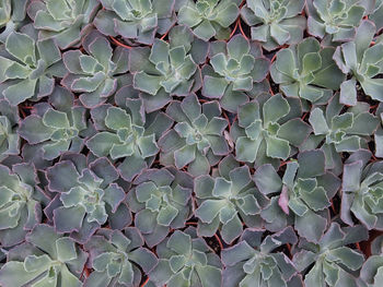 Full frame shot of succulent plant