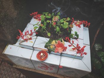 High angle view of red flowering plant on table