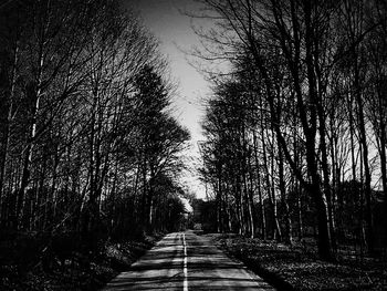 Pathway along trees in forest