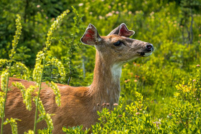 Side view of an animal on field