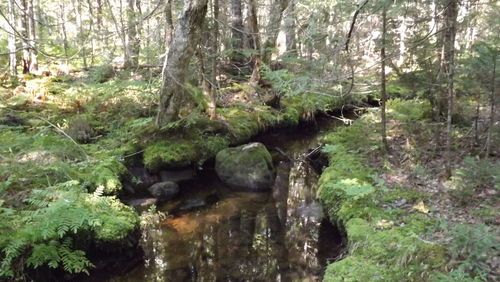 Stream flowing through forest