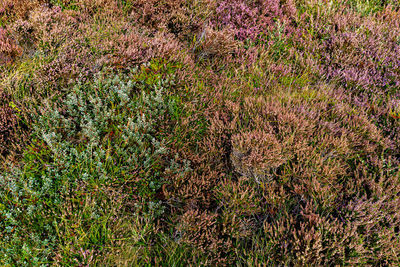 Full frame shot of flowering plants on land