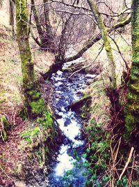 Stream in forest