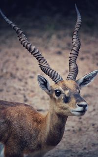 Close-up of deer