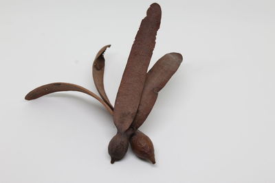 Close-up of dried over white background