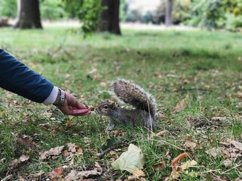 Close-up of hand holding squirrel on grass