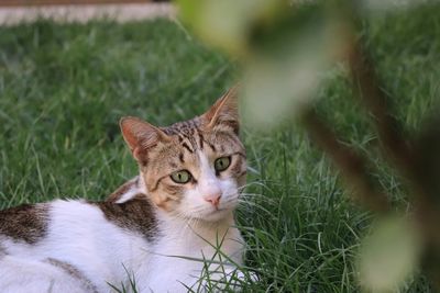 A cat sitting in the green and watching