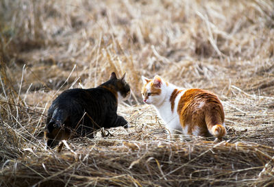 Two cats on a field