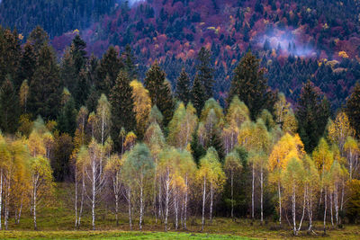 Trees in forest during autumn