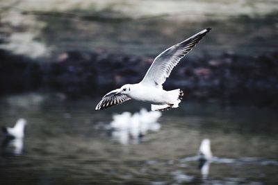 Seagull flying over lake