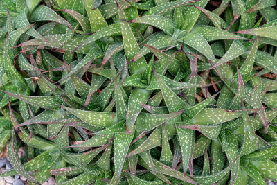 Full frame shot of wet plants on field