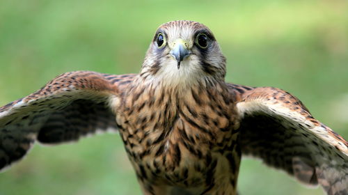 Close-up of a bird