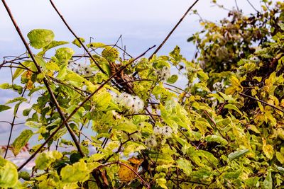 Low angle view of flowering plant against sky