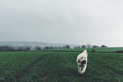 Dog on field against sky