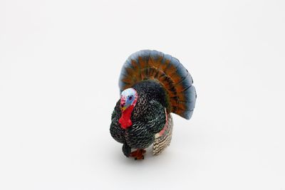 Close-up of bird against white background