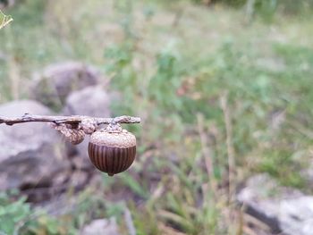 Close-up of mushroom growing on field