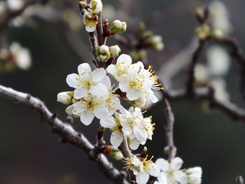 Close-up of apple blossoms in spring