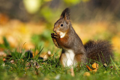 Close-up of squirrel on grass