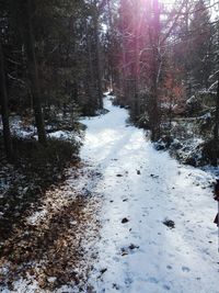 Trees in forest during winter