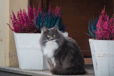 Portrait of grey and white cat sitting next to decorative plants