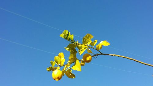 Low angle view of flowers against clear blue sky