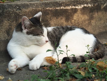 Close-up of cat sleeping