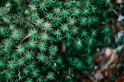 High angle view of succulent plant on field