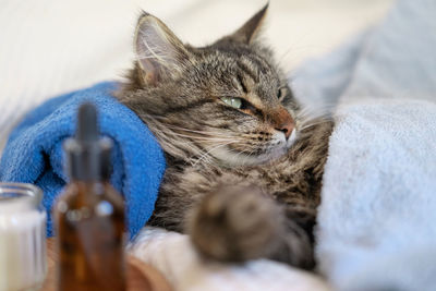 Close-up of cat relaxing at home