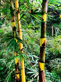 Close-up of bamboo plant on field