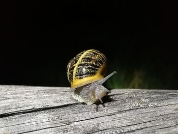 Close-up of snail on wood