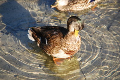 High angle view of mallard duck swimming in lake